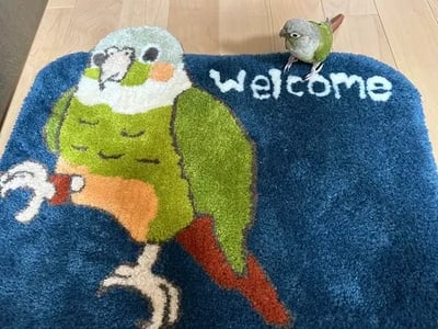 Welcomeと書かれたインコが描かれているラグの上に、そのモデルとなった本物のインコが乗っている